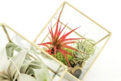 Heptahedron Geometric Glass Terrariums - Set Of 2 - With Tillandsia Red Abdita, Ionantha And Small Xerographica -Air plant supply co. Tillandsia Air Plant Terrarium Heptahedron Geometric Glass Kits 1 scaled