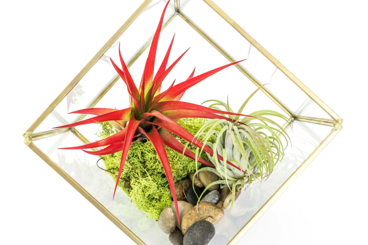 Heptahedron Geometric Glass Terrarium With Tillandsia Red Abdita And Ionantha Air Plants 2 Heptahedron Geometric Glass Terrarium With Tillandsia Red Abdita And Ionantha Air Plants - Image 2