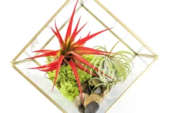 Heptahedron Geometric Glass Terrariums - Set Of 2 - With Tillandsia Red Abdita, Ionantha And Small Xerographica -Air plant supply co. Tillandsia Air Plant Terrarium Heptahedron Geometric Glass Kits 3 a2396265 321f 4775 9332 53cb07d78b3d scaled