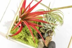 Heptahedron Geometric Glass Terrarium With Tillandsia Red Abdita And Ionantha Air Plants 9 Heptahedron Geometric Glass Terrarium With Tillandsia Red Abdita And Ionantha Air Plants -Air plant supply co. Tillandsia Air Plant Terrarium Heptahedron Geometric Glass Kits 4 scaled