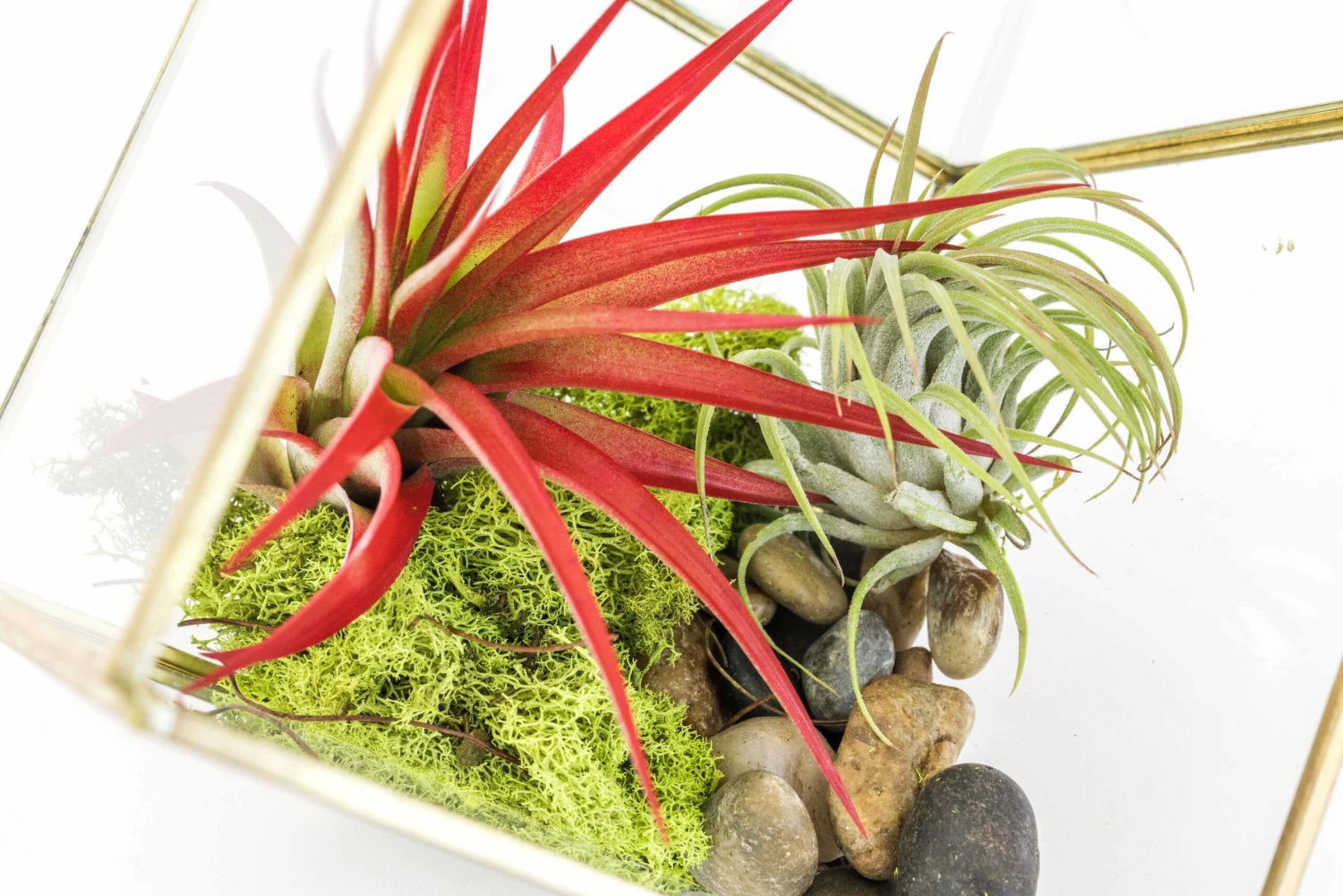Heptahedron Geometric Glass Terrarium With Tillandsia Red Abdita And Ionantha Air Plants 3 Heptahedron Geometric Glass Terrarium With Tillandsia Red Abdita And Ionantha Air Plants - Image 3