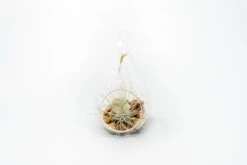 SALE - Set Of 3 Airy Teardrop Terrariums With Flat Bottoms -Air plant supply co. Tillandsia Air Plant Terrarium Kit 10 scaled