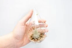 SALE - Set Of 3 Airy Teardrop Terrariums With Flat Bottoms -Air plant supply co. Tillandsia Air Plant Terrarium Kit 11 scaled
