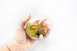 Set Of 2 Stunning Hanging Glass Terrariums With Flat Bottoms -Air plant supply co. Tillandsia Air Plant Terrarium Kit 18 93739f97 bbef 44cd bbbe 17a000cff790 scaled