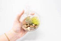Set Of 3 Stunning Hanging Glass Terrariums With Flat Bottoms -Air plant supply co. Tillandsia Air Plant Terrarium Kit 20 scaled