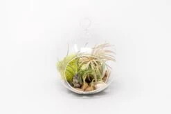 Set Of 3 Stunning Hanging Glass Terrariums With Flat Bottoms -Air plant supply co. Tillandsia Air Plant Terrarium Kit 21 d7916d92 00cf 4fe8 b72a 7bd0179da383 scaled