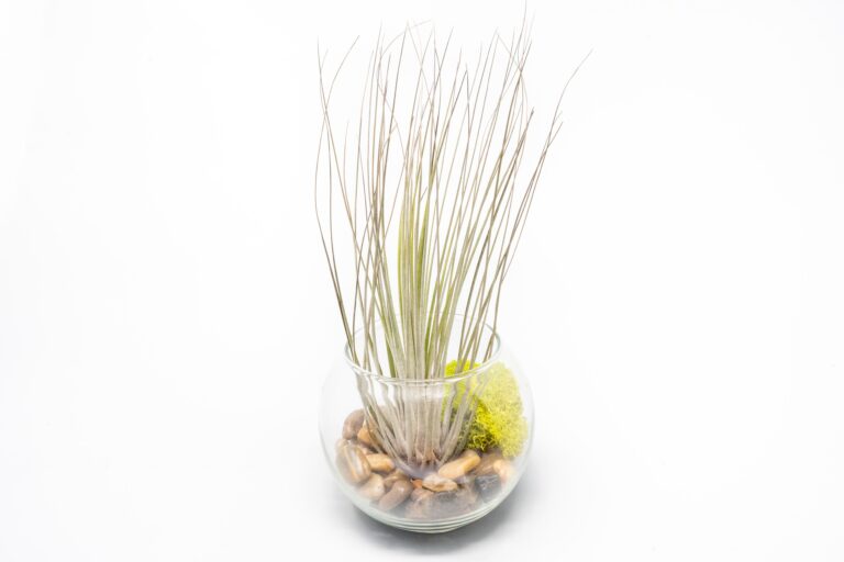 Air plant supply co. -Air plant supply co. Tillandsia Air Plant Terrarium Kit 25 768x512 1