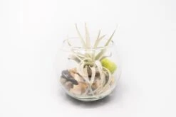Complete Bubble Trio Terrariums With Tillandsia Juncea, Butzii, And Harrisii Air Plants 8 Complete Bubble Trio Terrariums With Tillandsia Juncea, Butzii, And Harrisii Air Plants -Air plant supply co. Tillandsia Air Plant Terrarium Kit 26 scaled