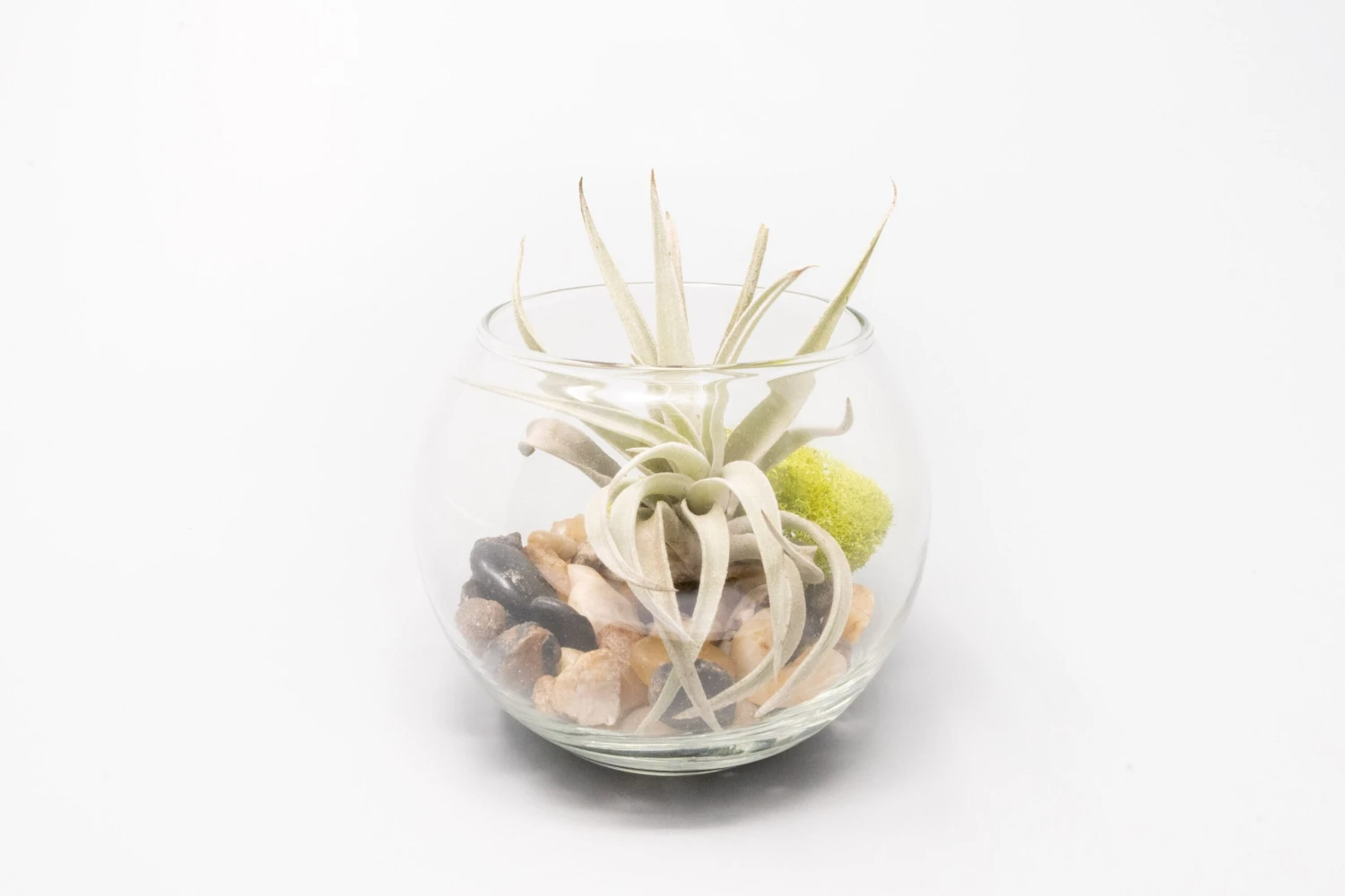 Complete Bubble Trio Terrariums With Tillandsia Juncea, Butzii, And Harrisii Air Plants 3 Complete Bubble Trio Terrariums With Tillandsia Juncea, Butzii, And Harrisii Air Plants - Image 3