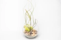 Complete Bubble Trio Terrariums With Tillandsia Juncea, Butzii, And Harrisii Air Plants 9 Complete Bubble Trio Terrariums With Tillandsia Juncea, Butzii, And Harrisii Air Plants -Air plant supply co. Tillandsia Air Plant Terrarium Kit 27 scaled