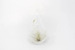 SALE - Teardrop Glass Terrariums - Set Of 6 Or 12 - 40% Off -Air plant supply co. Tillandsia Air Plant Terrarium Kit 30 scaled