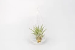 Minimalist Terrarium In A Glass Teardrop - Choose Your Custom Tillandsia Air Plant -Air plant supply co. Tillandsia Air Plant Terrarium Kit 32 scaled