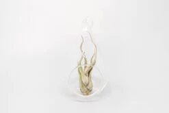 Minimalist Terrarium In A Glass Teardrop - Choose Your Custom Tillandsia Air Plant -Air plant supply co. Tillandsia Air Plant Terrarium Kit 33 791af403 3ac8 461a a449 30e68577c850 scaled