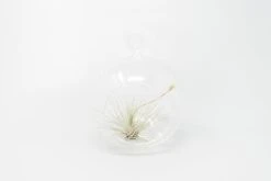 Minimalist Terrarium In A Glass Globe With Flat Bottom - Choose Your Custom Tillandsia Air Plant -Air plant supply co. Tillandsia Air Plant Terrarium Kit 37 a677adad eb61 4919 b056 f3336c1ae659 scaled