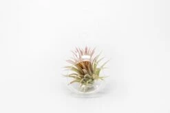 Minimalist Terrarium In A Glass Globe With Flat Bottom - Choose Your Custom Tillandsia Air Plant -Air plant supply co. Tillandsia Air Plant Terrarium Kit 38 7afa4c61 4d14 4d28 9acb 44072b645288 scaled