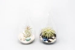 SALE - Teardrop Glass Terrariums - Set Of 6 Or 12 - 40% Off -Air plant supply co. Tillandsia Air Plant Terrarium Kit 40 scaled