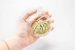 Mini Hanging Flat Bottom Glass Terrariums With Assorted Tillandsia Air Plants 10 Mini Hanging Flat Bottom Glass Terrariums With Assorted Tillandsia Air Plants -Air plant supply co. Tillandsia Air Plant Terrarium Kit 52 9a9013f2 1d64 40bc b96e 62768dd295de scaled