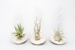 Hanging Light Bulb Terrarium With Crushed White Stones And Tillandsia Air Plant -Air plant supply co. Tillandsia Air Plant Terrarium Kit 58 scaled