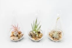 Teardrop Glass Terrariums -Air plant supply co. Tillandsia Air Plant Terrarium Kit 5 dfdbb367 33a2 4e7d 83d3 3dc3020241dc scaled