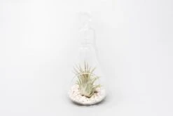 Hanging Light Bulb Terrarium With Crushed White Stones And Tillandsia Air Plant -Air plant supply co. Tillandsia Air Plant Terrarium Kit 60 scaled