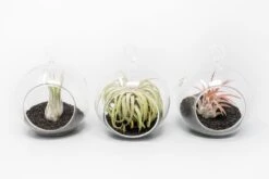 Mini Hanging Flat Bottom Beach Terrariums With White Or Black Sand 15 Mini Hanging Flat Bottom Beach Terrariums With White Or Black Sand -Air plant supply co. Tillandsia Air Plant Terrarium Kit 66 scaled