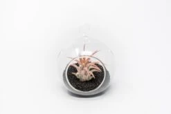 Mini Hanging Flat Bottom Beach Terrariums With White Or Black Sand 17 Mini Hanging Flat Bottom Beach Terrariums With White Or Black Sand -Air plant supply co. Tillandsia Air Plant Terrarium Kit 68 c0b938bb 836c 4e7f a8bd d41a4a08c720 scaled