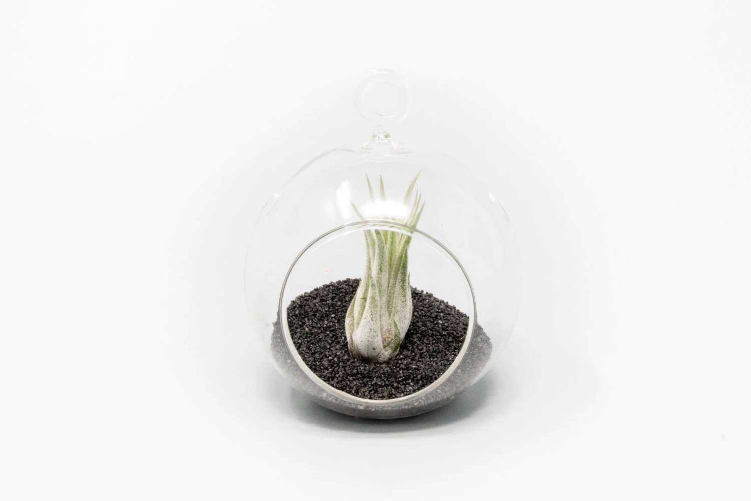 Mini Hanging Flat Bottom Beach Terrariums With White Or Black Sand 8 Mini Hanging Flat Bottom Beach Terrariums With White Or Black Sand - Image 8