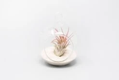 Mini Hanging Flat Bottom Beach Terrariums With White Or Black Sand 13 Mini Hanging Flat Bottom Beach Terrariums With White Or Black Sand -Air plant supply co. Tillandsia Air Plant Terrarium Kit 72 scaled
