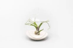 Mini Hanging Flat Bottom Beach Terrariums With White Or Black Sand 14 Mini Hanging Flat Bottom Beach Terrariums With White Or Black Sand -Air plant supply co. Tillandsia Air Plant Terrarium Kit 73 scaled