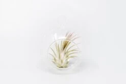 Mini Hanging Flat Bottom Glass Terrariums With Assorted Tillandsia Air Plants 9 Mini Hanging Flat Bottom Glass Terrariums With Assorted Tillandsia Air Plants -Air plant supply co. Tillandsia Air Plant Terrarium Kit 75 scaled