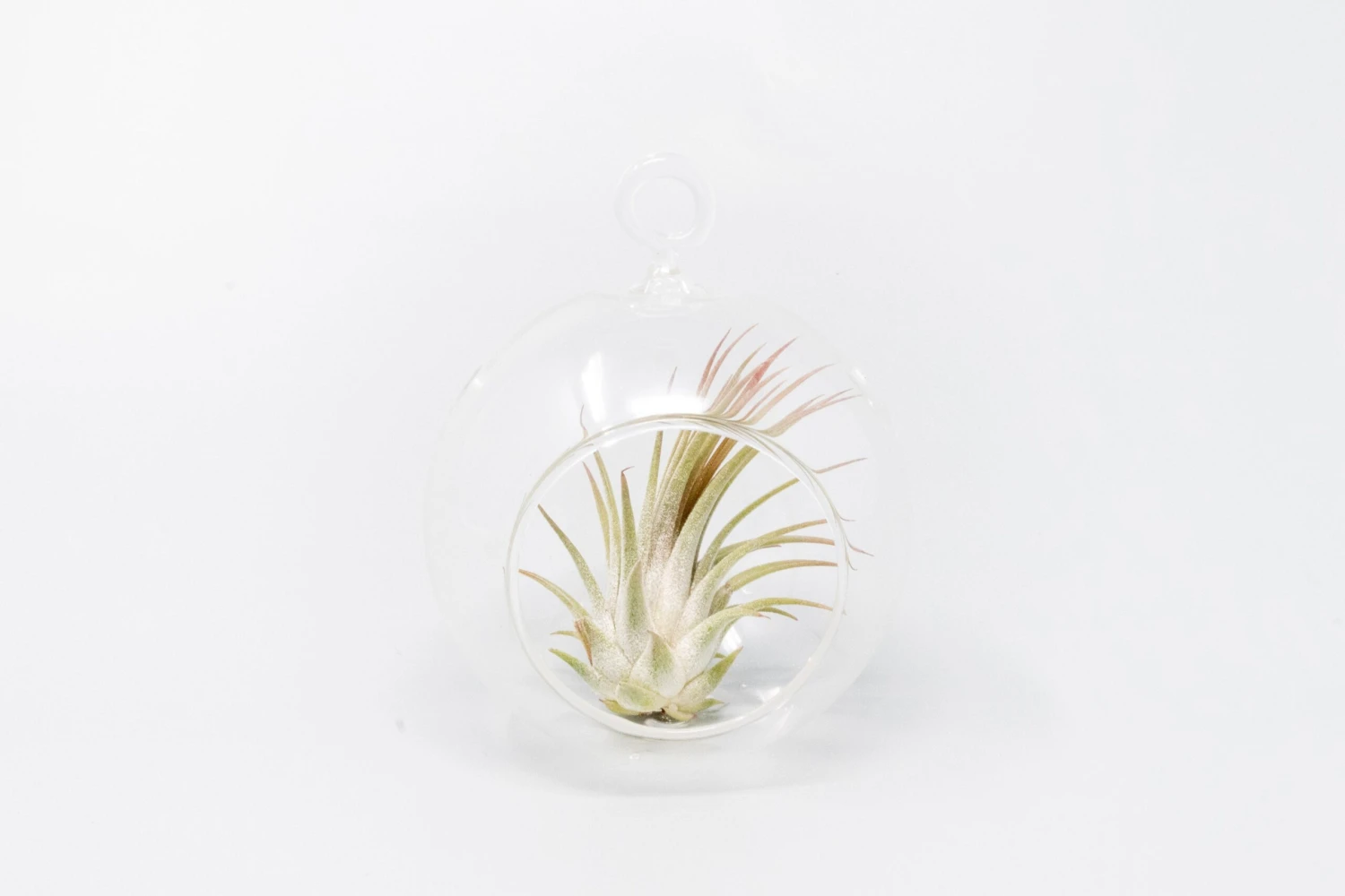 Mini Hanging Flat Bottom Glass Terrariums With Assorted Tillandsia Air Plants 3 Mini Hanging Flat Bottom Glass Terrariums With Assorted Tillandsia Air Plants - Image 3