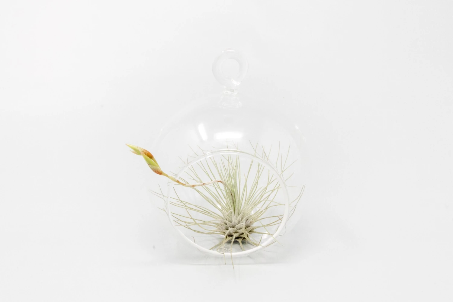 Mini Hanging Flat Bottom Glass Terrariums With Assorted Tillandsia Air Plants 2 Mini Hanging Flat Bottom Glass Terrariums With Assorted Tillandsia Air Plants - Image 2