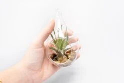 SALE - Set Of 3 Airy Teardrop Terrariums With Flat Bottoms -Air plant supply co. Tillandsia Air Plant Terrarium Kit 8 scaled