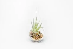 SALE - Set Of 3 Airy Teardrop Terrariums With Flat Bottoms -Air plant supply co. Tillandsia Air Plant Terrarium Kit 9 scaled