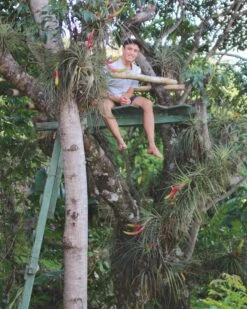 Large Tillandsia Fasciculata Tricolor Golden Torch Air Plants 11 Large Tillandsia Fasciculata Tricolor Golden Torch Air Plants -Air plant supply co. Tillandsia Air Plant Tree Fasciculata Clump