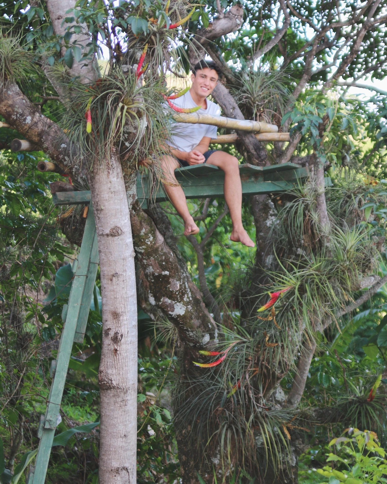 Large Tillandsia Fasciculata Tricolor Golden Torch Air Plants 6 Large Tillandsia Fasciculata Tricolor Golden Torch Air Plants - Image 6