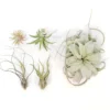 The Aztec Collection Of Tillandsia Air Plants