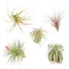 SALE - Collector's Choice Variety Of Tillandsia Air Plants - 40% Off