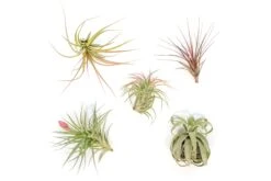 SALE - Collector's Choice Variety Of Tillandsia Air Plants - 40% Off