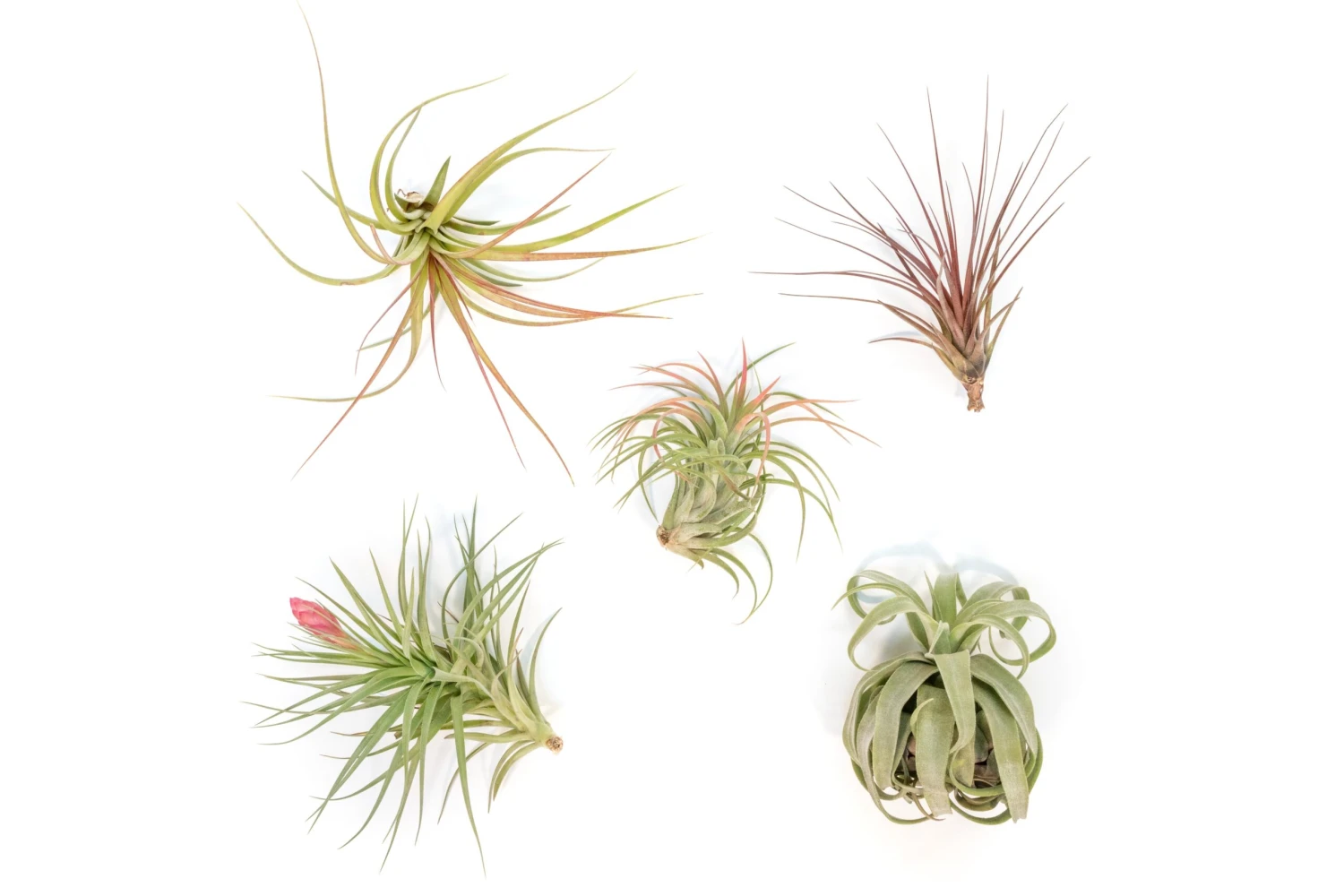 SALE - Collector's Choice Variety Of Tillandsia Air Plants - 40% Off 1 SALE - Collector's Choice Variety Of Tillandsia Air Plants - 40% Off