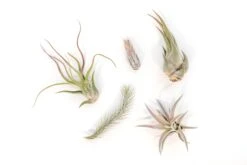 The Mayan Collection Of Tillandsia Air Plants