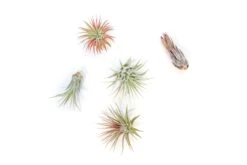 SALE - Mini Tillandsia Ionantha Air Plant Pups - Sets Of 5, 10 Or 15 - 40% Off 9 SALE - Mini Tillandsia Ionantha Air Plant Pups - Sets Of 5, 10 Or 15 - 40% Off -Air plant supply co. Tillandsia Air Plant Variety Pack 12