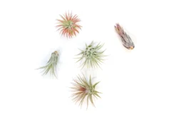 SALE - Mini Tillandsia Ionantha Air Plant Pups - Sets Of 5, 10 Or 15 - 40% Off -Air plant supply co. Tillandsia Air Plant Variety Pack 12 scaled