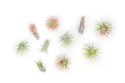 SALE - Mini Tillandsia Ionantha Air Plant Pups - Sets Of 5, 10 Or 15 - 40% Off -Air plant supply co. Tillandsia Air Plant Variety Pack 13 scaled