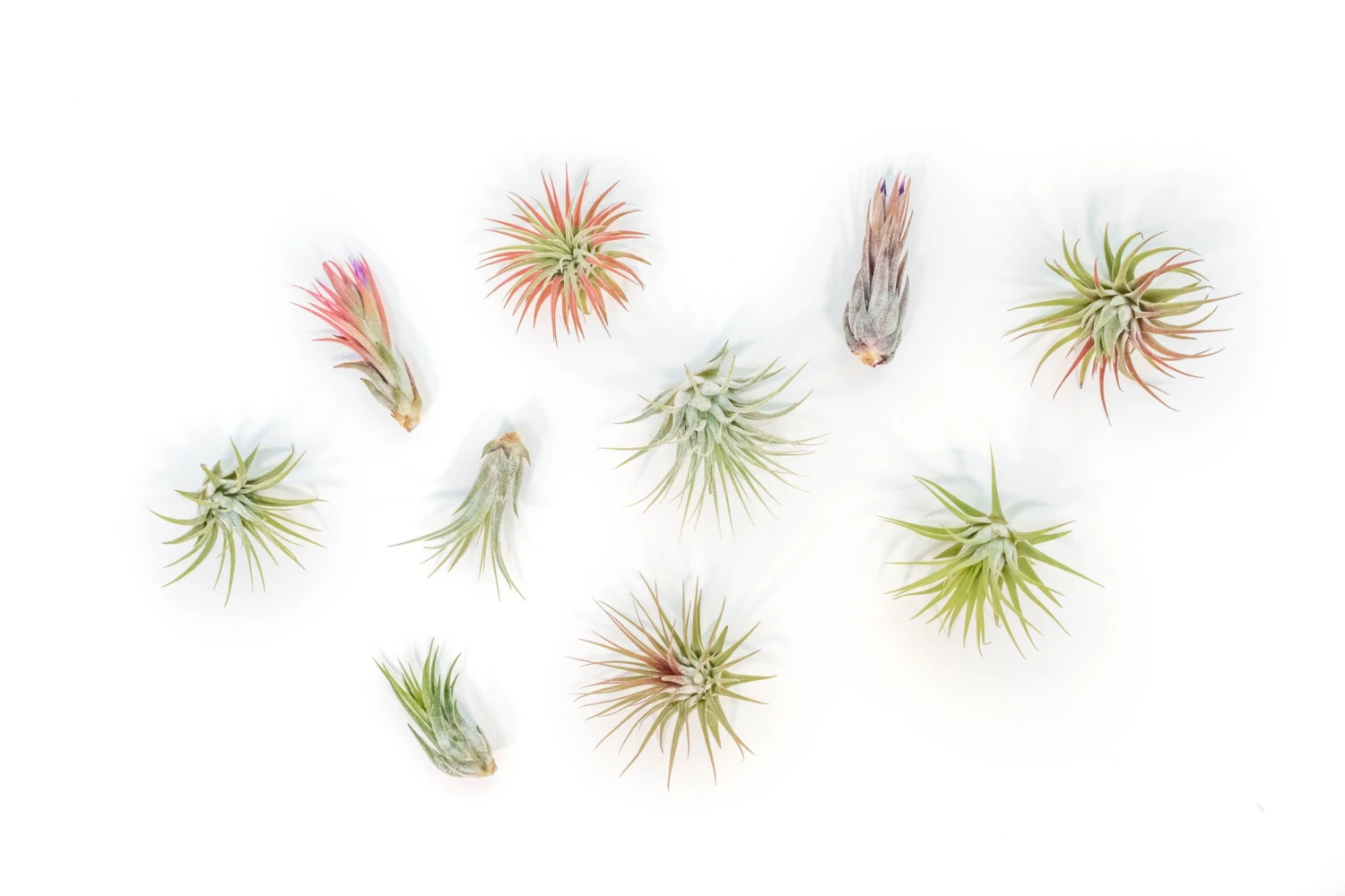 SALE - Tillandsia Ionantha Air Plant Super Packs - Set Of 20, 30 Or 50 - 70% Off 2 SALE - Tillandsia Ionantha Air Plant Super Packs - Set Of 20, 30 Or 50 - 70% Off - Image 2