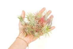 SALE - Mini Tillandsia Ionantha Air Plant Pups - Sets Of 5, 10 Or 15 - 40% Off 11 SALE - Mini Tillandsia Ionantha Air Plant Pups - Sets Of 5, 10 Or 15 - 40% Off -Air plant supply co. Tillandsia Air Plant Variety Pack 14