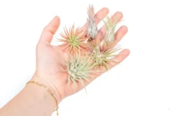Tillandsia Ionantha Air Plant Variety -Air plant supply co. Tillandsia Air Plant Variety Pack 15 5e83a159 fea9 4983 8da4 d3dae8598ad5 scaled