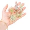 Set Of 5 Tillandsia Ionantha Air Plants