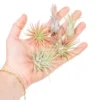 Set Of 5 Tillandsia Ionantha Air Plants