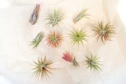 SALE - Mini Tillandsia Ionantha Air Plant Pups - Sets Of 5, 10 Or 15 - 40% Off 8 SALE - Mini Tillandsia Ionantha Air Plant Pups - Sets Of 5, 10 Or 15 - 40% Off -Air plant supply co. Tillandsia Air Plant Variety Pack 16
